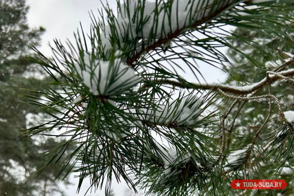 Стоит ли ждать зиму на предстоящей неделе? Погода в Беларуси