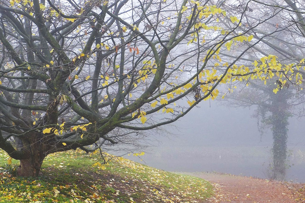На этой неделе в Беларуси заявит о себе предзимье Погода в Беларуси