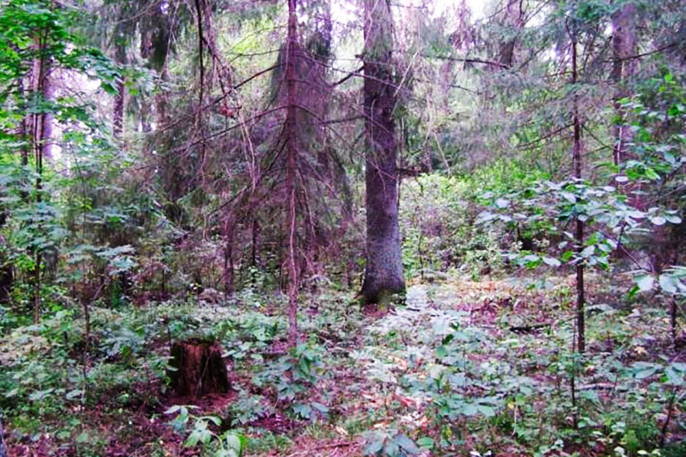 В Беларуси утрачен ценный природный объект Памятник природы