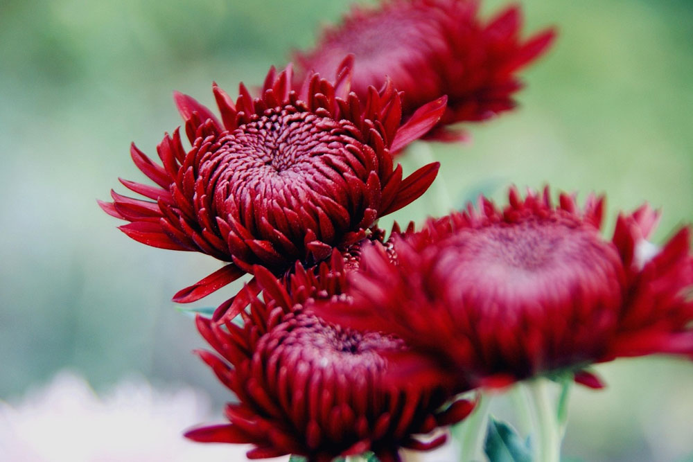 Выставка хризантемы