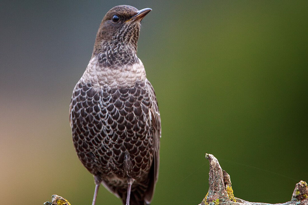 Белогрудый дрозд