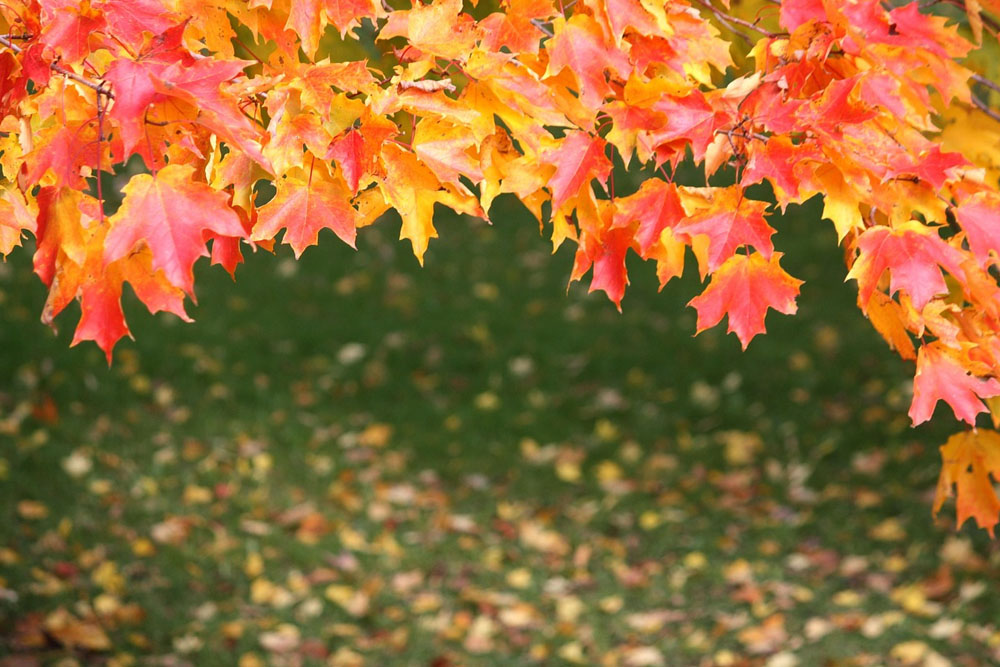 Какая погода ожидает Беларусь в конце сентября Погода в Беларуси