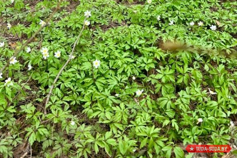 Погода в Беларуси