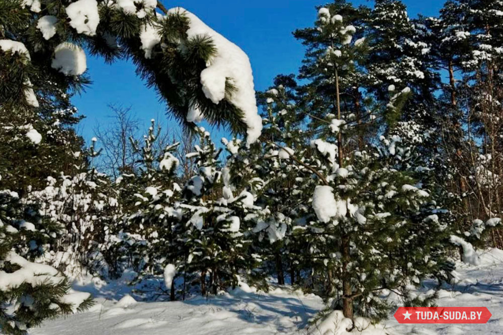Грядёт новая порция морозов в Беларуси (до -30°) Погода в Беларуси