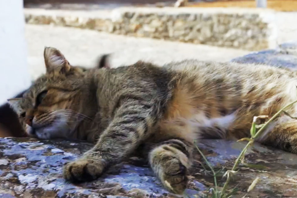 Греческий остров предоставляет бесплатное жильё в обмен на заботу о котиках Волонтёрская программа